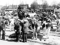 veemarkt 1930